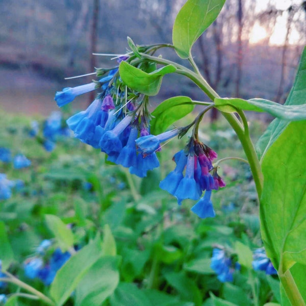 10 Virginia Bluebell bulbs