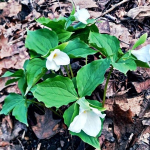 14 Native White Trillium bare root