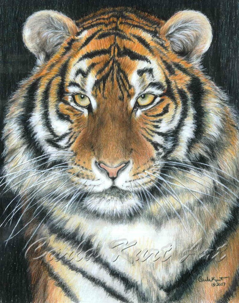 SONGHA Tiger by Carla Kurt signed print image 1