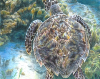 Turtle Art SWIMMING TURTLE print by Carla Kurt Signed 11 x 14 wwao ebsq