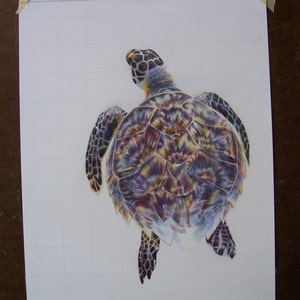 Turtle Art SWIMMING TURTLE Print by Carla Kurt Signed 11 X 14 Wwao Ebsq ...