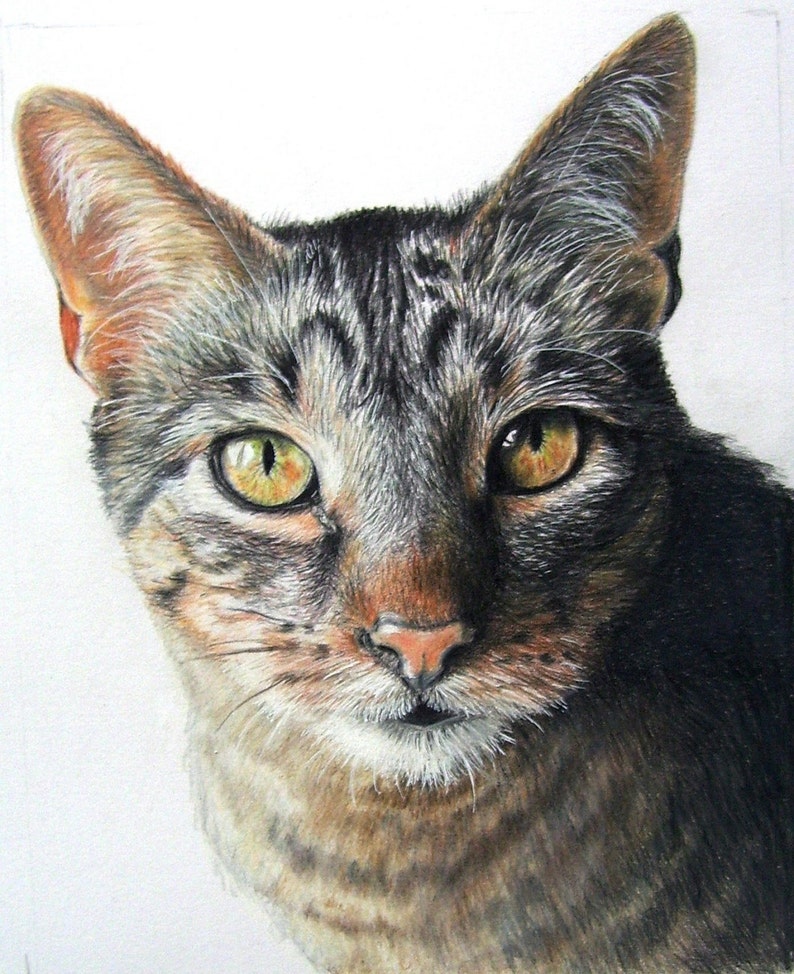 Cat Pet Portrait 8 x 10 Colored Pencil Art by Carla Kurt cat dog horse memorial Hand-Drawn Custom image 3