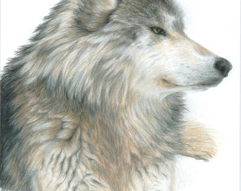 Wolf Art RELAXING WOLF print by Carla Kurt