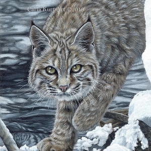 Bobcat Lynx wildcat Original Artwork by Carla Kurt wildlife nature top selling artist