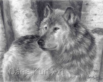 ORIGINAL drawing Wolf Number 6 by Carla Kurt