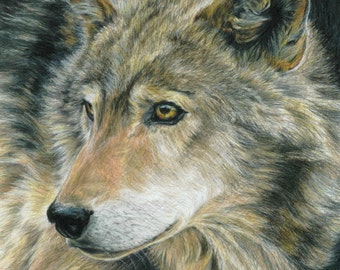 Wolf Art CURIOUS EYES by Carla Kurt Signed Wolf Print 11 x 14