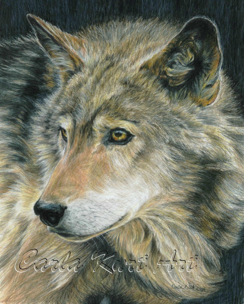 Wolf Art CURIOUS EYES by Carla Kurt Signed Wolf Print 11 x 14 image 1