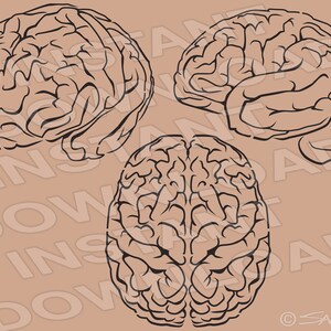Puede incluir: Tres dibujos en blanco y negro del cerebro humano, vistos desde diferentes ángulos. El cerebro es un órgano complejo responsable del pensamiento, la memoria y las emociones.