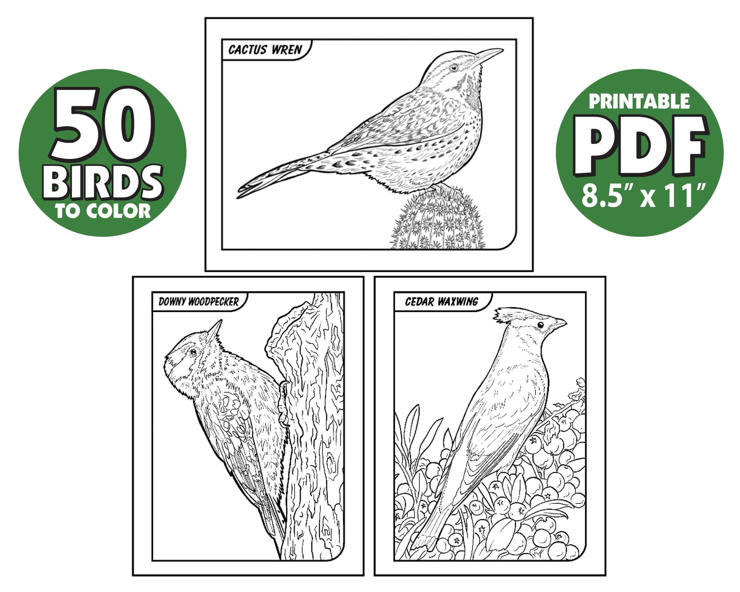 50 Birds of Arizona Coloring Pages Book,birdwatching Coloring Pages ...