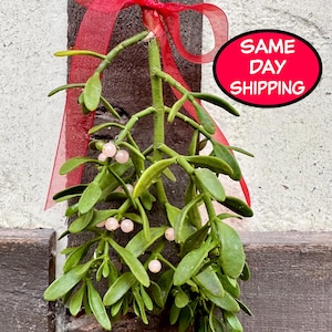 Natural Mistletoe with Berries, Christmas mistletoe, Real mistletoe, wedding decor, mistletoe branch, Fresh Mistletoe, winter solstice, Yule