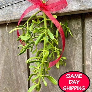 Natural Mistletoe, Christmas mistletoe, kissing mistletoe, wedding decor, mistletoe branch, Fresh Real Mistletoe, winter solstice, Yule