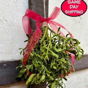 Natural Mistletoe Bundle, Christmas mistletoe, kissing mistletoe, wedding decor, mistletoe branch, Real Mistletoe, winter solstice, Yule