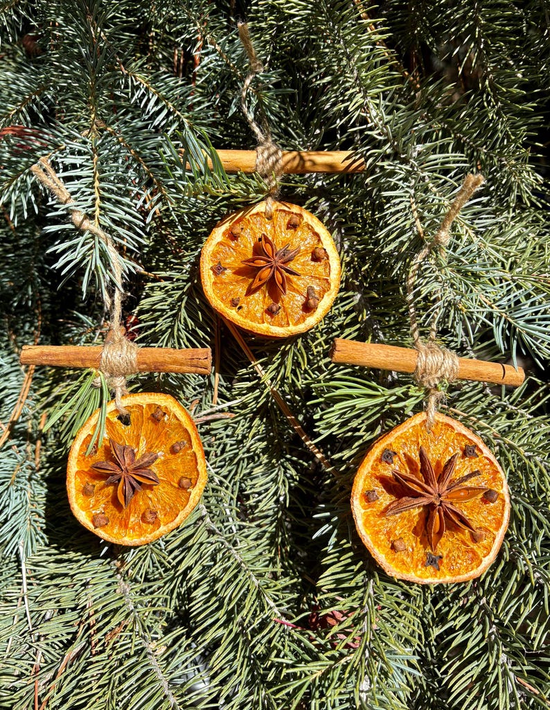 May include: Three dried orange slice ornaments with star anise and cloves, suspended by twine and cinnamon sticks, against a backdrop of evergreen branches. These rustic, natural decorations are perfect for holiday decor.