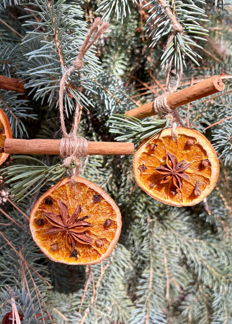 May include: Close-up of Christmas ornaments made from dried orange slices, star anise, and cloves, suspended from cinnamon sticks with twine. The ornaments hang against a backdrop of blue-green evergreen branches, creating a festive holiday scene.