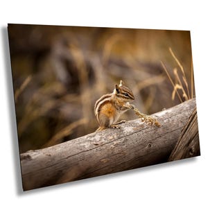 Streifenhörnchen, Grand Teton, Wyoming, Nationalpark, Wyoming, WY, Landschaftsfotografie | Papier/Leinwand/Metall/Aluminium