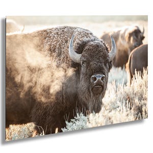 Bison, Grand Teton National Park, Wyoming, WY, Sunrise/ Sunset, Landscape, Photography | Paper/Canvas/Metal/Aluminum