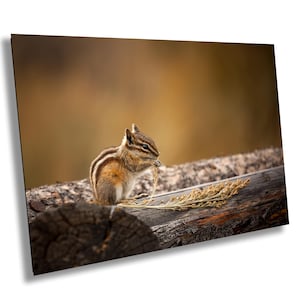 Streifenhörnchen, Grand Teton, Wyoming, Nationalpark, WY, Landschaftsfotografie | Papier/Leinwand/Metall/Aluminium