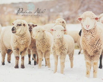 Snow Sheep Series 6