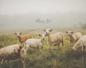 Maine Sheep Series 3