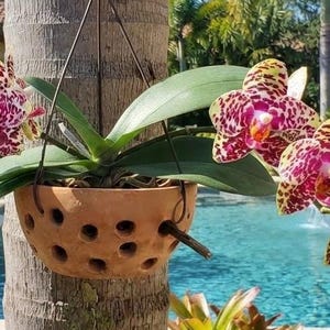 Terracotta Bowls for Orchid Cultivation with holes and hangable