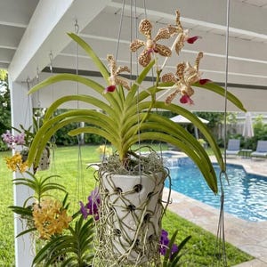 Handmade terracotta roller pots with holes for orchid cultivation