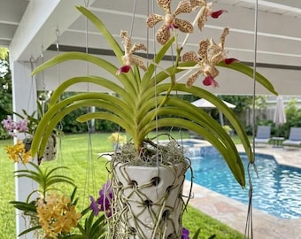 Handmade terracotta roller pots with holes for orchid cultivation