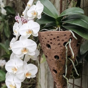 Handcrafted Terracotta Cones for Orchid Cultivation