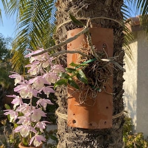 May include: A terracotta orchid mount attached to a tree trunk with twine, featuring a blooming orchid plant with cascading light pink and white flowers, green leaves, and exposed roots secured by a green plastic tie through pre-drilled holes.
