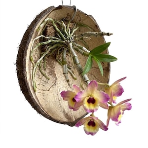 May include: A hanging orchid plant mounted inside a brown, textured coconut shell. The orchid features green stems, long roots, and a cluster of flowers with yellow centers, dark purple throats, and light purple-tipped petals on a white background.
