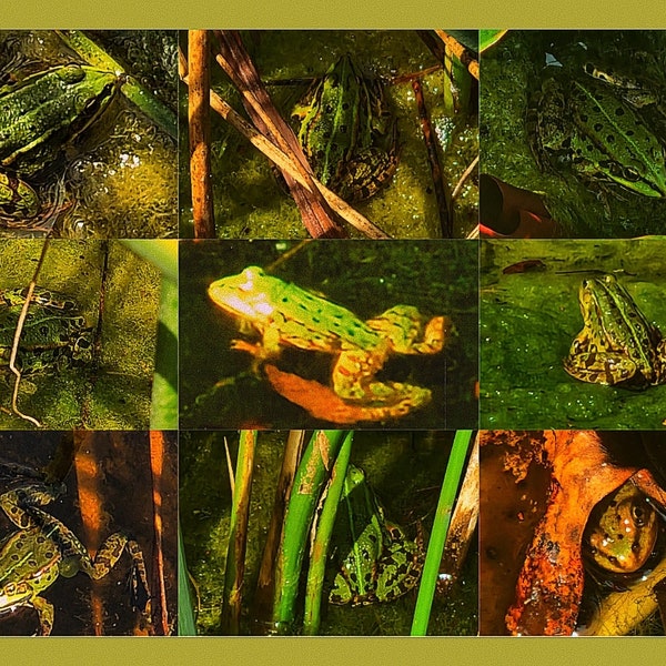 Froggy collage