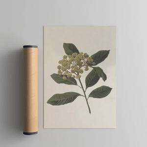 Dessin de fleur jaune, impression botanique, tapisserie florale moderne, décoration d'art mural de chambre à coucher, poster éclectique pour décoration d'appartement