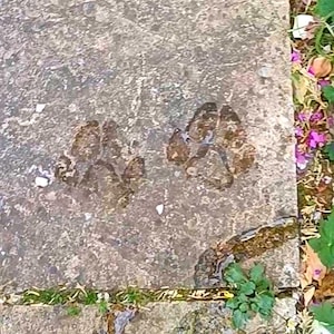 Puede incluir: Dos huellas de patas de animal distintas est&aacute;n incrustadas en una superficie de piedra gris plana y texturizada. Las huellas muestran la impresi&oacute;n clara de las almohadillas y los dedos, creando un patr&oacute;n natural en la piedra.
