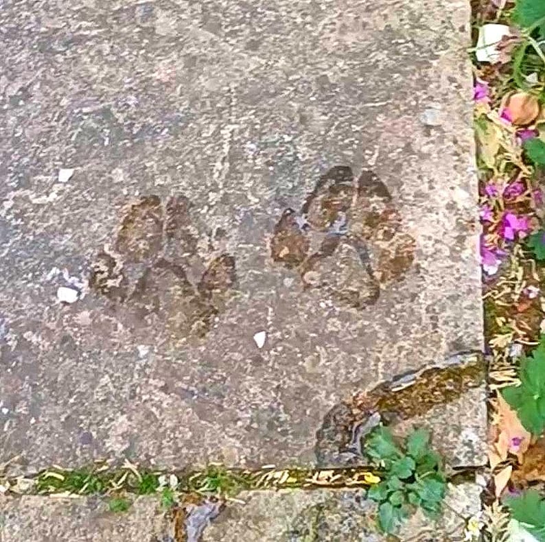 Puede incluir: Dos huellas de patas de animal distintas est&aacute;n incrustadas en una superficie de piedra gris plana y texturizada. Las huellas muestran la impresi&oacute;n clara de las almohadillas y los dedos, creando un patr&oacute;n natural en la piedra.