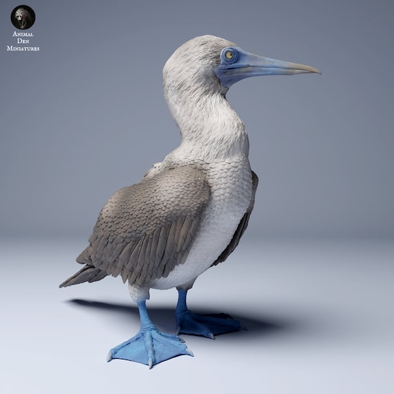 アオアシカツオドリ - 未塗装3D樹脂フィギュア - Animal Den