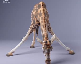 Rothschild's Giraffe Drinking - UNPAINTED - Animal Den Miniatures