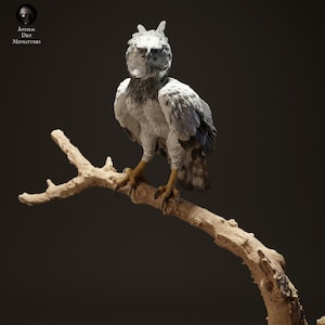 Harpy Eagles Art 