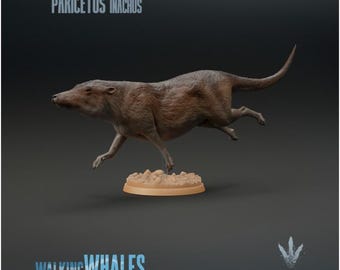 Pakicetus inachus : Swimming - UNPAINTED 3D figure - Miniature Museum