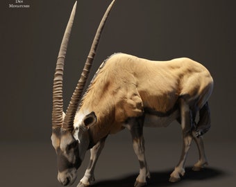 Gemsbok Grazing - UNPAINTED - Animal Den Miniatures