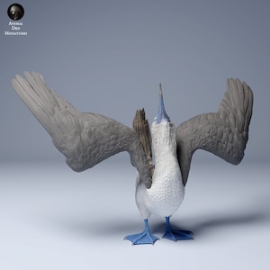 May include: A blue-footed booby bird with its wings spread wide, showcasing its gray and white plumage. The bird has a long, pointed beak and bright blue feet.