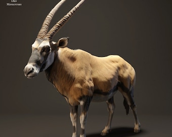 Gemsbok - UNPAINTED - Animal Den Miniatures
