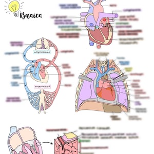 Puede incluir: Una ilustración anatómica colorida del corazón humano, que muestra las diferentes cámaras, válvulas y vasos sanguíneos. La ilustración está etiquetada en alemán e incluye el texto "Anatomische Grundlagen des Herzens" y "Basics".
