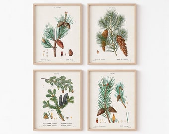 Vintage botanical illustration | Pine tree study | Holiday wall art | Christmas Printable wall art