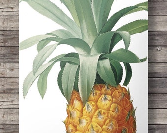 Pineapple wall art, Printable pineapple decor, Vintage Pineapple illustration