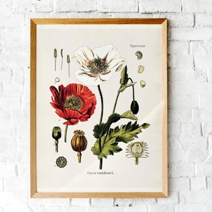 Vintage Red Poppy lithograph | Botanical illustration | Printable vintage floral art