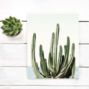 Cacti art print Printable art Desert cactus photo, cactus botanical decor Printable wall art cacti art