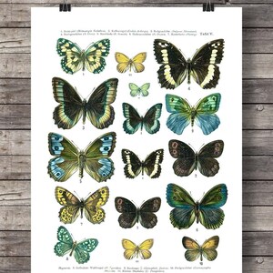 Butterfly Vintage textbook page Printable art scientific butterfly chart art print digital printable art print nature art print wall art image 4