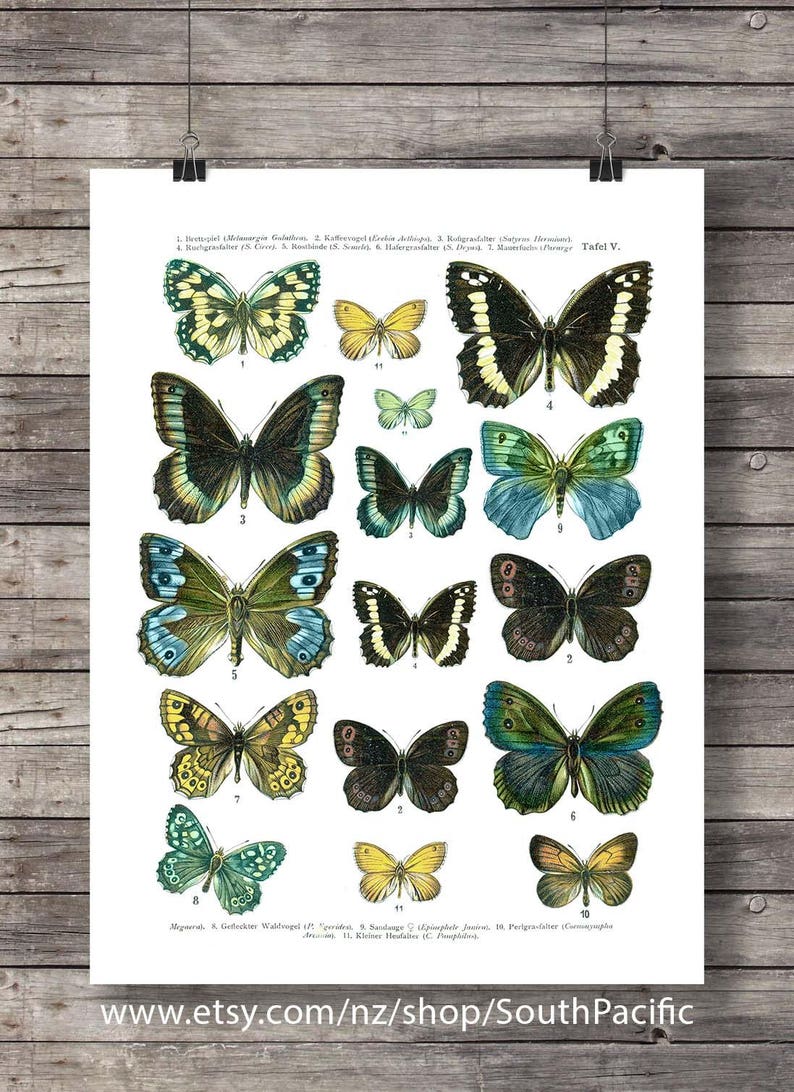 Butterfly Vintage textbook page Printable art scientific butterfly chart art print digital printable art print nature art print wall art image 4