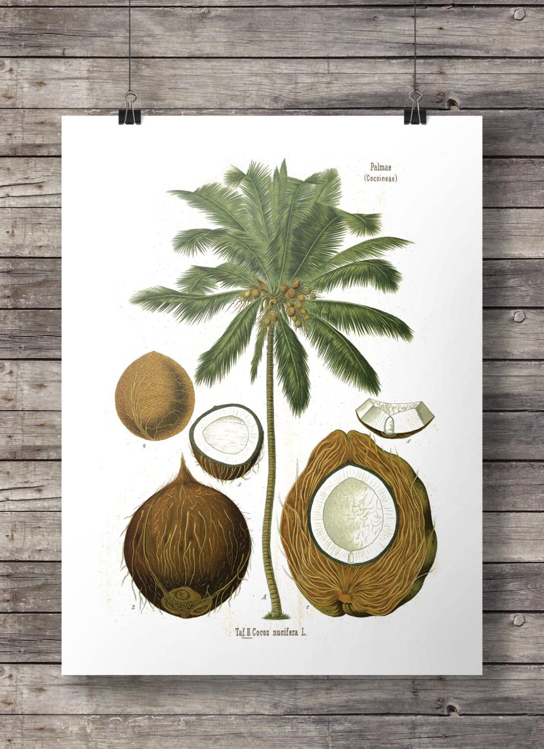 Coconut Summer Coconuts Bra Funny Coconut png, sublimation copy