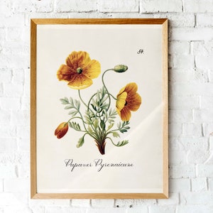 Vintage California Poppy lithograph | Botanical illustration | Printable vintage floral art