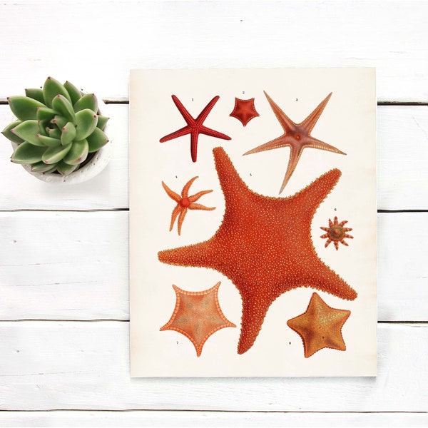Orange Starfish - Etsy